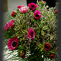 Gardenia 2009 - Ewelina Ostrowska   fot. Portal Asflor