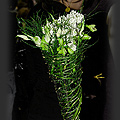 Gardenia 2009 - Iwona Dbrowska  fot. Portal Asflor