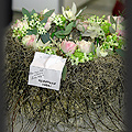 Gardenia 2009 - Przemysaw Biegaj  fot. Portal Asflor