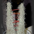Gardenia 2009 - Zygmunt Sieradzan  fot. Portal Asflor