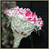 Gardenia 2009 - Pokazy florystyczne