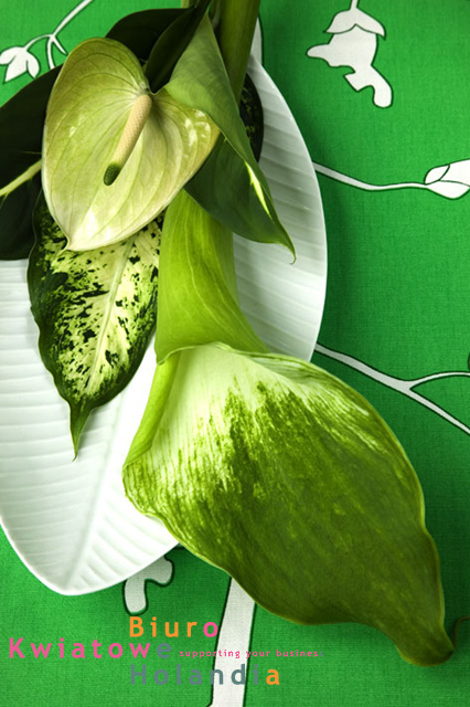 Botanical energy  -  Zielona energia by Biuro Kwiatowe Holandia
